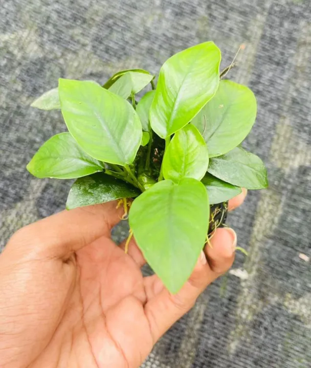 Anubias%20Nana/Medium%20size/Live%20aquatic%20plant/real%20plant/Aquascaping/Tank%20decoration%20-%20Image%202