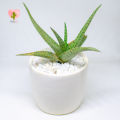 Cactalust - Aloe Microstigma- Natural Aloe Plant Gifts- Home Décor & Wellness. 