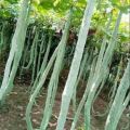 Snake Gourd TA2 Seeds Pathola Beeja දිග පතෝල බීජ 10g / 50g. 