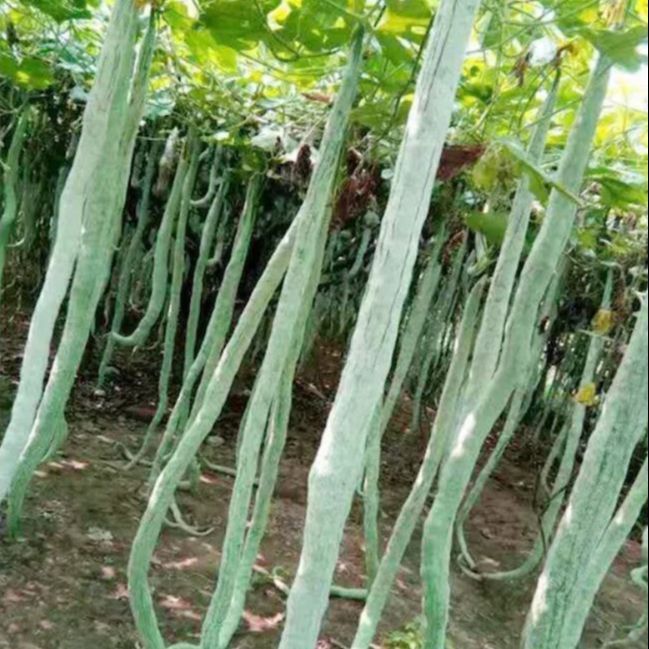 Snake Gourd TA2 Seeds Pathola Beeja දිග පතෝල බීජ 10g / 50g