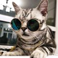 Retro Sunglass for Cat toy. 