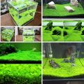 10 Grams of Aquarium Plant Seeds Soil Water Aquatic Plant Love Grass Substrate Soil Decor Fish Tank grass seeds  Aquarium Plants Aqua Soil Aquatic Plant Seeds Water Grass Seeds for Aquarium Landscaping Decoration. 