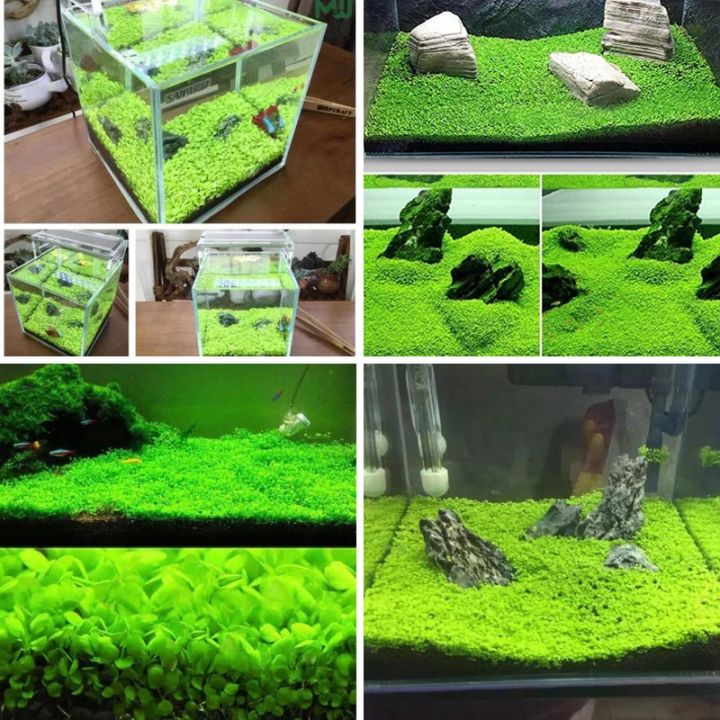 10%20Grams%20of%20Aquarium%20Plant%20Seeds%20Soil%20Water%20Aquatic%20Plant%20Love%20Grass%20Substrate%20Soil%20Decor%20Fish%20Tank%20grass%20seeds%20%20Aquarium%20Plants%20Aqua%20Soil%20Aquatic%20Plant%20Seeds%20Water%20Grass%20Seeds%20for%20Aquarium%20Landscaping%20Decoration%20-%20Image%208