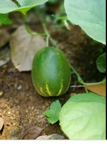 Kakiri%20Seeds%20For%20Home%20Garden%20-%20Image%206