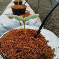 Coco Peat 5KG Fertilizer Agriculture පිරිසිදු කරනලද කොහුබත් Home Garden Grow. 