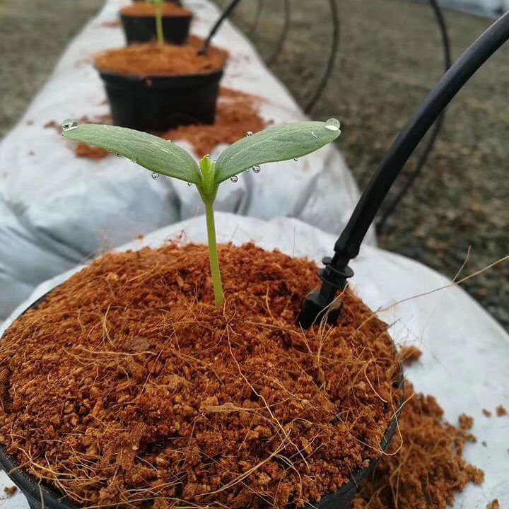 Coco%20Peat%205KG%20Fertilizer%20Agriculture%20%E0%B6%B4%E0%B7%92%E0%B6%BB%E0%B7%92%E0%B7%83%E0%B7%92%E0%B6%AF%E0%B7%94%20%E0%B6%9A%E0%B6%BB%E0%B6%B1%E0%B6%BD%E0%B6%AF%20%E0%B6%9A%E0%B7%9C%E0%B7%84%E0%B7%94%E0%B6%B6%E0%B6%AD%E0%B7%8A%20Home%20Garden%20Grow%20-%20Image%202
