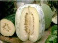 Puhul Seeds For Home Garden. 