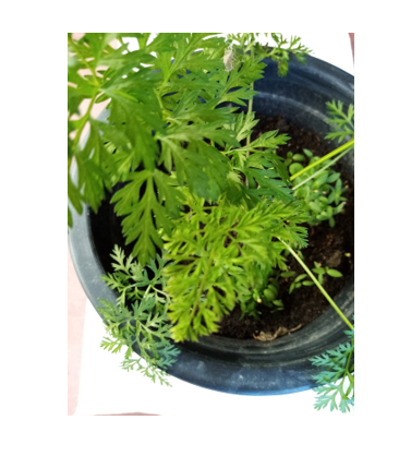 Potting%20Mixture%2015%20Kg%20Soil%20Mix%20Organic%20Fertilizers%20-%20Image%204