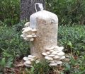 Mushroom Seeds Home Garden High Quality 20g. 