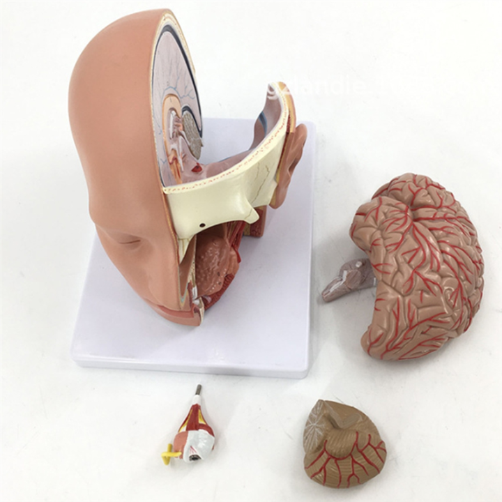 Basic Head Structure Model Human Head Anatomy Model Head Brain -Section Anatomy | Daraz.lk
