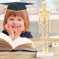 Skeleton Model Practical Ability Smooth Plastic Biological  Science Learning Kit for Kids. 