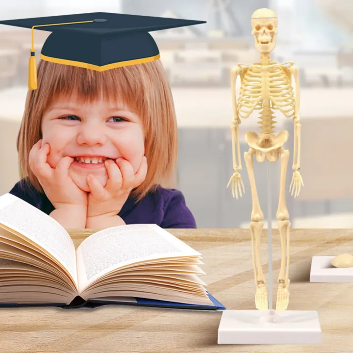 Skeleton Model Practical Ability Smooth Plastic Biological  Science Learning Kit for Kids