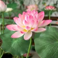 Home Ponds Decor Artistic Landscape Artificial Flower DIY Decoration Long Stem Decorative Fake Flower Green EVA Lotus Leaf Wedding Decoration. 