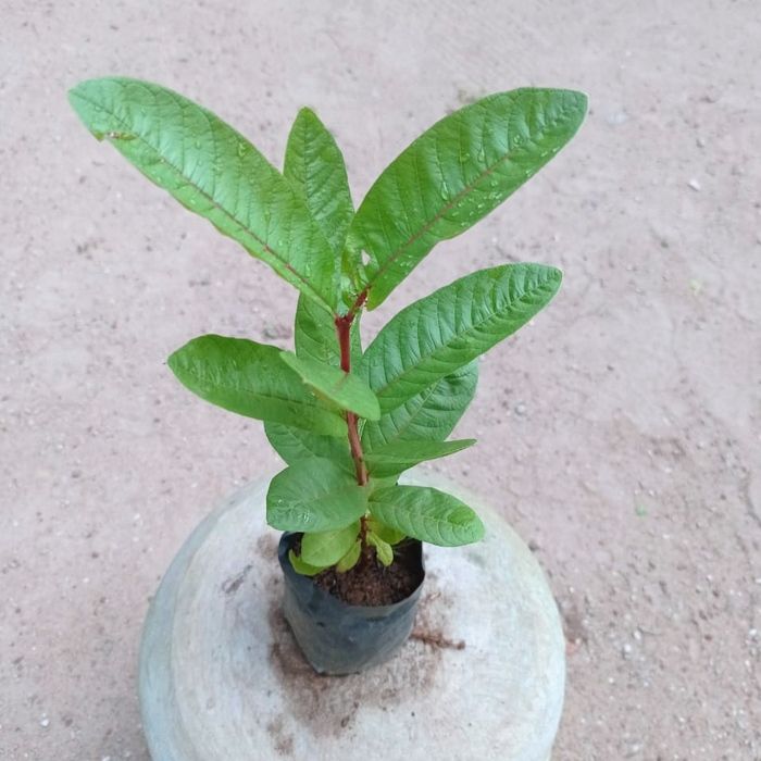 Rose guava plant, rosa pera pala, fruit plant