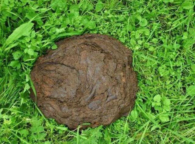 Cow%20dung%201%20kg%20for%20your%20home%20garden.%20%E0%B6%9C%E0%B7%9C%E0%B6%B8%20%E0%B6%B4%E0%B7%9C%E0%B7%84%E0%B7%9C%E0%B6%BB%20(%20%E0%B6%B4%E0%B7%83%E0%B7%8A%20%E0%B6%9A%E0%B7%80%E0%B6%BD%E0%B6%B8%E0%B7%8A%20%E0%B6%9A%E0%B6%BB%20%E0%B6%B1%E0%B7%9C%E0%B6%B8%E0%B7%90%E0%B6%AD)%20-%20Image%205