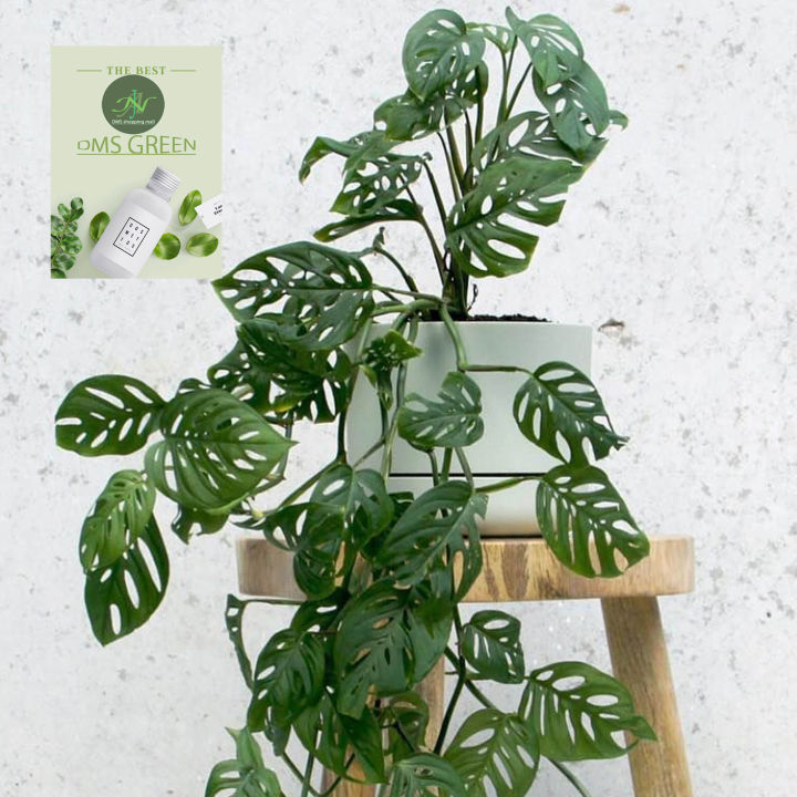 The%20Swiss%20cheese%20plant%20/%20Monstera%20adansonii%20with%20black%20pot%20-%20Image%203