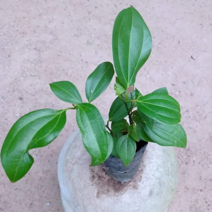 Kurudu%20plant,%20cinnamon%20plant%20-%20Image%202