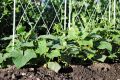 Cucumber Green Long Seeds 1g කොළ පිපිඤ්ඤ බීජ  Home Gardening Agriculture. 