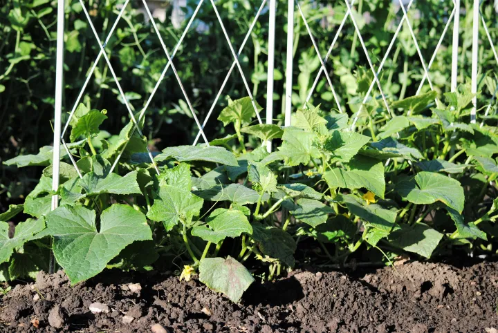 Cucumber%20Green%20Long%20Seeds%201g%20%E0%B6%9A%E0%B7%9C%E0%B7%85%20%E0%B6%B4%E0%B7%92%E0%B6%B4%E0%B7%92%E0%B6%A4%E0%B7%8A%E0%B6%A4%20%E0%B6%B6%E0%B7%93%E0%B6%A2%20%20Home%20Gardening%20Agriculture%20-%20Image%206
