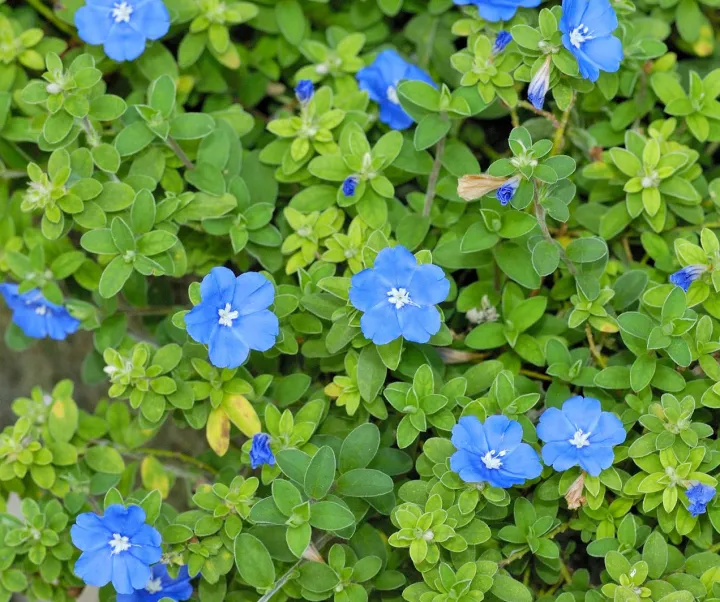 Vishnukanthi%20flower%20plant%20-%20Image%202
