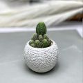 Concrete Pot Cactus & Succulent Cement Planter Unique Square and Round Design Garden Home Decor Gift Pot Indoor Plant Pot Flower Vase Cement Pots Planter for Indoor and Outdoor. 