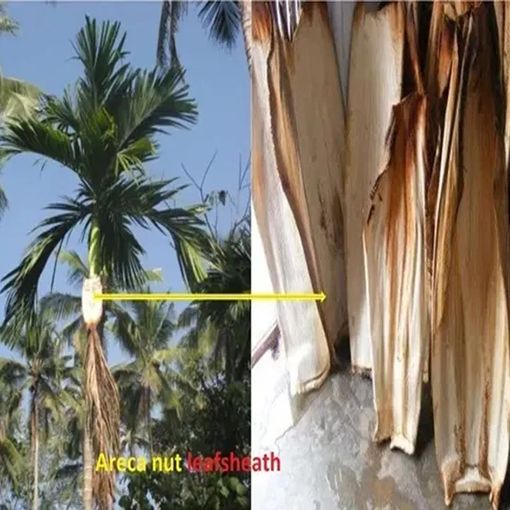 Areca%20leaf%20plate%2012%E2%80%9D%20Biodegradable%20Disposable%20Kolapath%20pigan%20Areca%20nut%20leaf%20Areca%20palm%20leaf%20Plates%20-%20Image%203