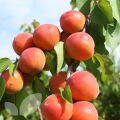 Apricot 5 seeds, (khubani) fruit and healthy seeds, gardening/Natural Organic Farming Vegetable, Fruit & flower Seed. 