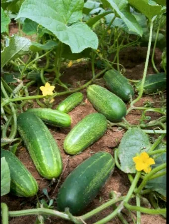 Kakiri%20Seeds%20For%20Home%20Garden%20-%20Image%205