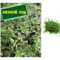 NEEM TREE – LESS THAN ONE FOOT [ කොහොඹ / KOHOMBA ]. 