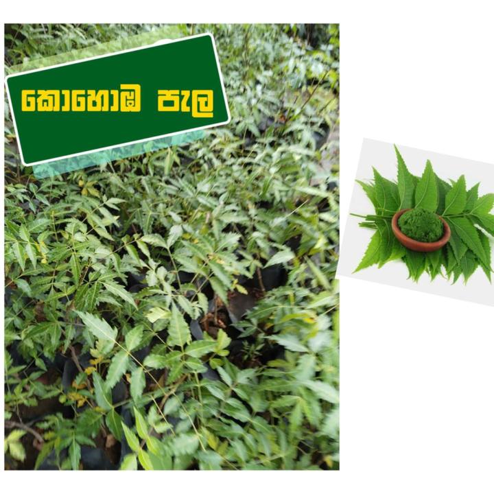 NEEM%20TREE%20%E2%80%93%20LESS%20THAN%20ONE%20FOOT%20%5B%20%E0%B6%9A%E0%B7%9C%E0%B7%84%E0%B7%9C%E0%B6%B9%20/%20KOHOMBA%20%5D%20-%20Image%203