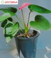 Anthurium plants - Royal Pink - Bangkok Variant - potted plants with flowers from JAYOMAA for anthurium lovers.. 