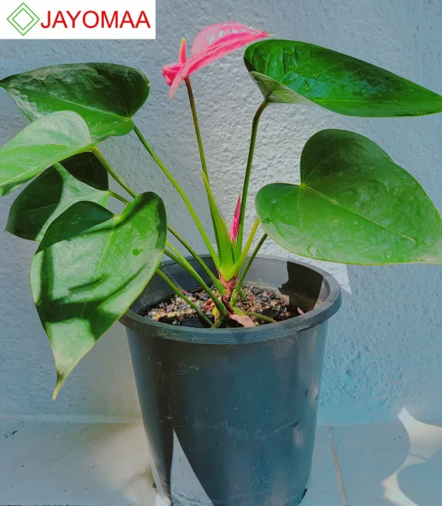 Anthurium%20plants%20-%20Royal%20Pink%20-%20Bangkok%20Variant%20-%20potted%20plants%20with%20flowers%20from%20JAYOMAA%20for%20anthurium%20lovers.%20-%20Image%204