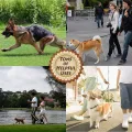 Dog Leash Walking Training Leash Lead Leather Dog Collar Leash Set Personalized Customized Dogs Collars Braided Leather Dog Leash Leather Good Quality Leash carry 500 Lb pull force. 