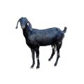 Goat Manure Elu Pora Powder Form Easily Absorb Plant and Quick Action Cheap Price 3 Kg. 