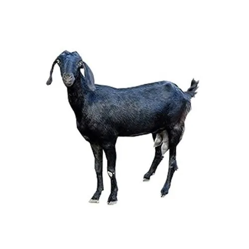 Goat%20Manure%20Elu%20Pora%20Powder%20Form%20Easily%20Absorb%20Plant%20and%20Quick%20Action%20Cheap%20Price%203%20Kg%20-%20Image%202