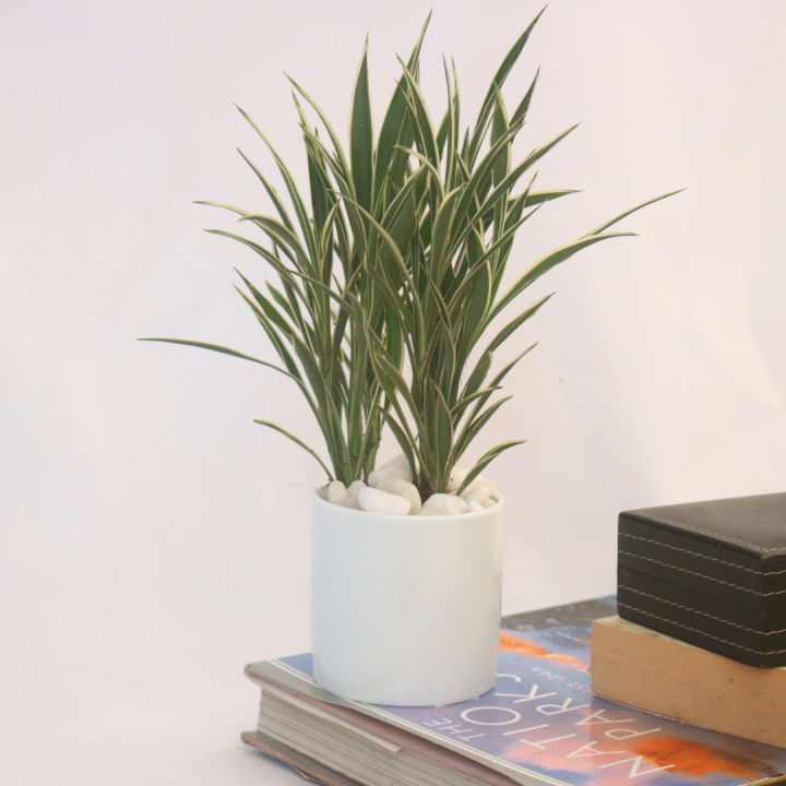 CERES%20plant%20with%20Ceramic%20Pot%20-%20Indoor%20Plant%20D%C3%A9cor%20%7C%20Fast%20Shipping%20-%20Image%205