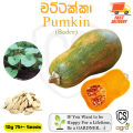 Pumpkin Badee Seeds 10g seed 99% Gardening Agriculture Plant Wattakka. 