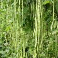 Long Bean Mas Mae Seeds මෑ බීජ 4g. 