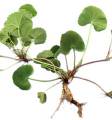 Centella asiatica Plants,Gotukola Plants. 