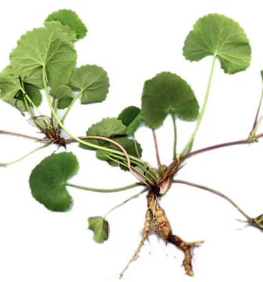 Centella%20asiatica%20Plants,Gotukola%20Plants%20-%20Image%202