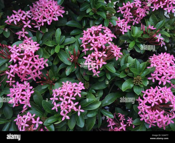 Rathmal plant - Pink color | Daraz.lk