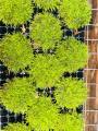 Java moss | low tech | low maintain | non co2. 