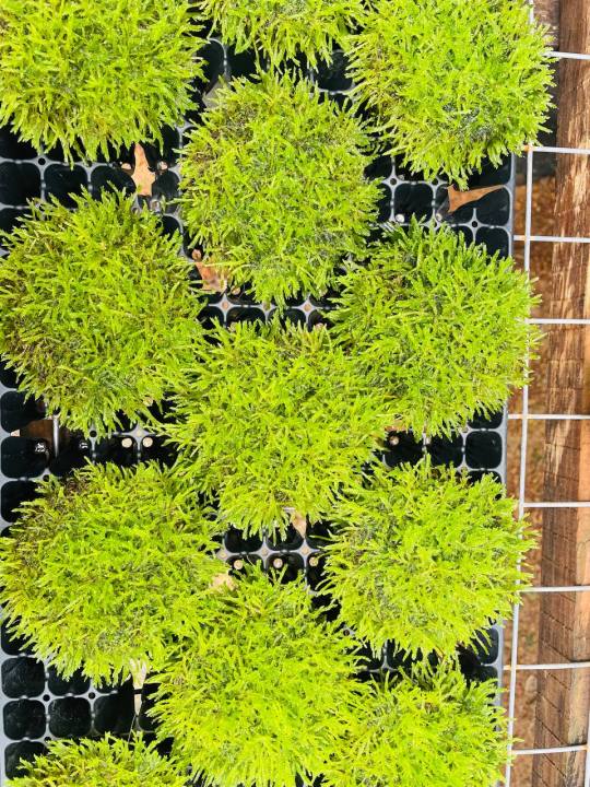 Java%20moss%20%7C%20low%20tech%20%7C%20low%20maintain%20%7C%20non%20co2%20-%20Image%202