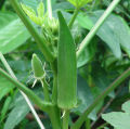 Okra 101 Soma F1 Hybrid Seeds බණ්ඩක්කා බීජ 10g. 