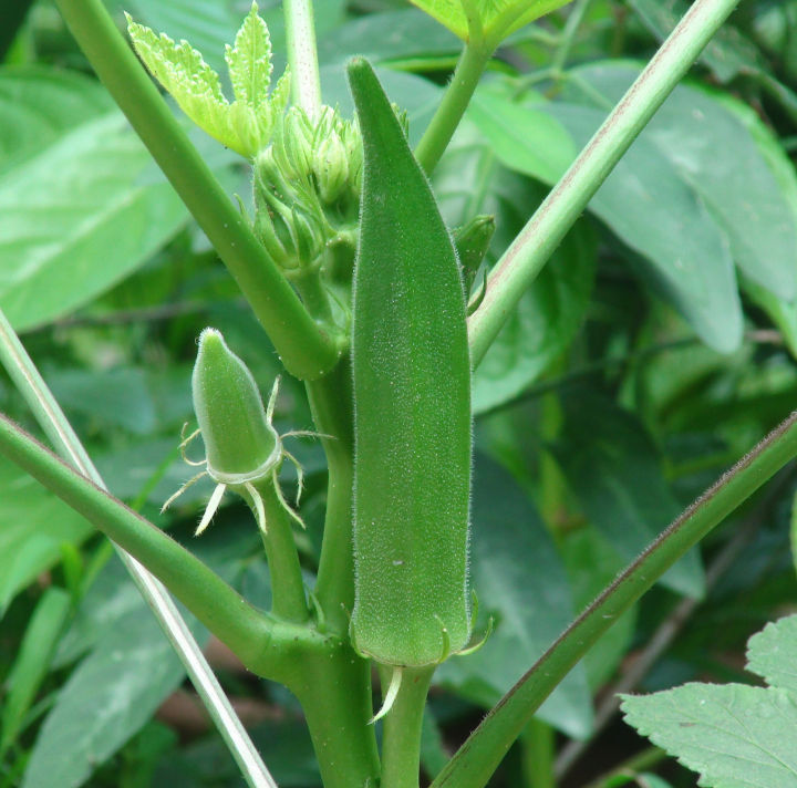 Okra%20101%20Soma%20F1%20Hybrid%20Seeds%20%E0%B6%B6%E0%B6%AB%E0%B7%8A%E0%B6%A9%E0%B6%9A%E0%B7%8A%E0%B6%9A%E0%B7%8F%20%E0%B6%B6%E0%B7%93%E0%B6%A2%2010g%20-%20Image%204