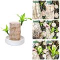 Mini Brazil Wood Green Plant Pot. 