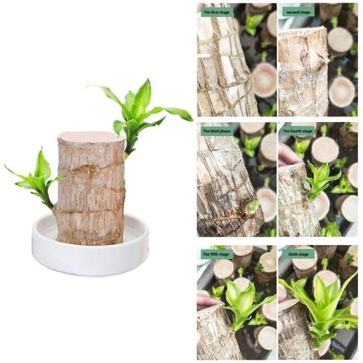 Mini%20Brazil%20Wood%20Green%20Plant%20Pot%20-%20Image%205