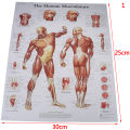 【GlowBound】Hospital Massage Map Human Anatomy Muscles System Art Poster Print Body Map Silk Painting Wall Pictures For Medical Education. 