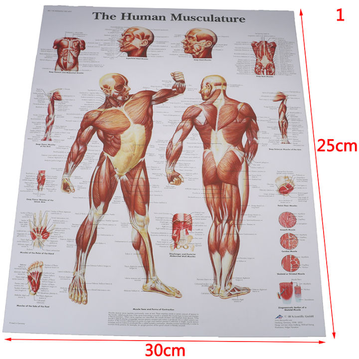 【GlowBound】Hospital Massage Map Human Anatomy Muscles System Art Poster Print Body Map Silk Painting Wall Pictures For Medical Education