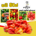 Scotch Bonnet Dark Green Chilli Nai Miris Nai Hot Pepper Chili නයි මිරිස් බීජ 10 Seeds Garden Agriculture. 